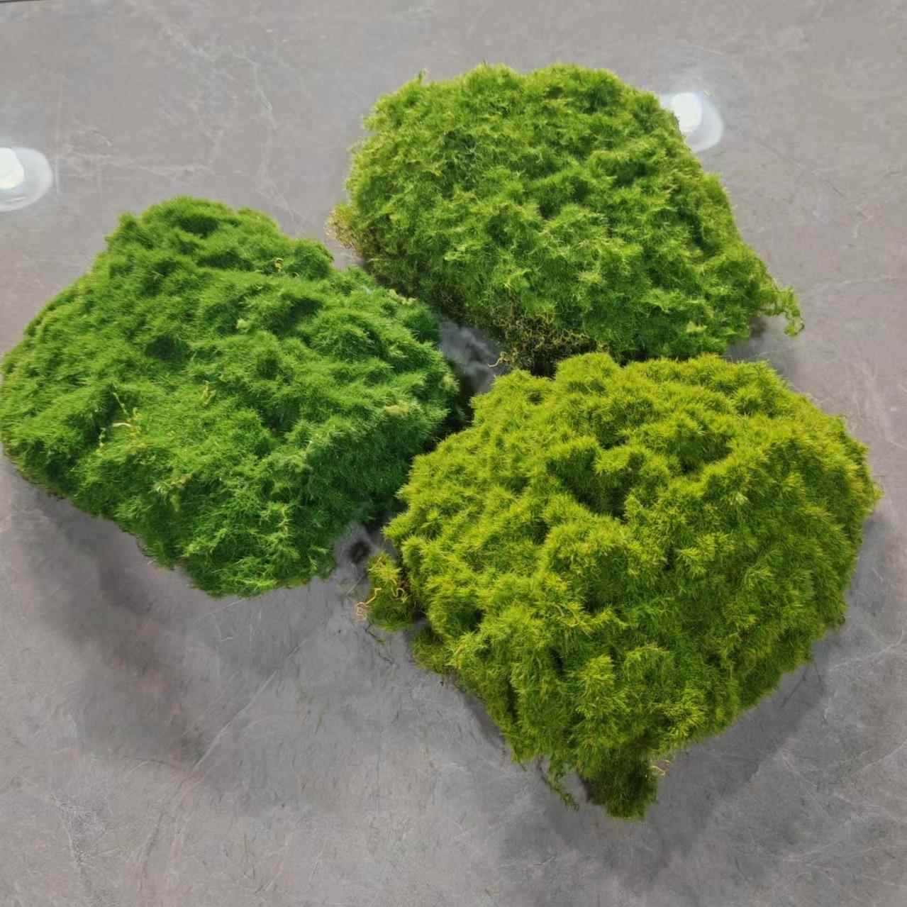仿真苔藓草皮 青苔草皮 网红苔藓绿植墙布景 仿真曲丝青苔块