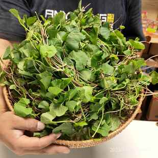 新鲜积雪草广西新鲜雷公根崩大碗马蹄草灯盏菜 凉茶饮品凉拌广西