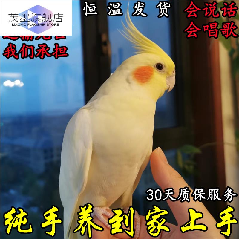 鹦鹉活鸟一公一母玄凤中小型纯手养会说话黄化原始宠物一对繁殖不