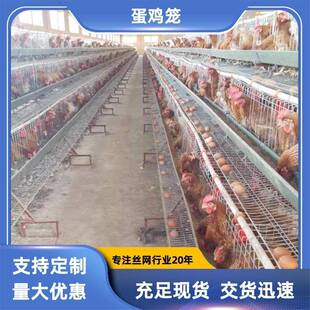 现货自动滚蛋底片型蛋鸡笼具出口赞比亚饲养蛋鸡圈养笼具铁丝网笼