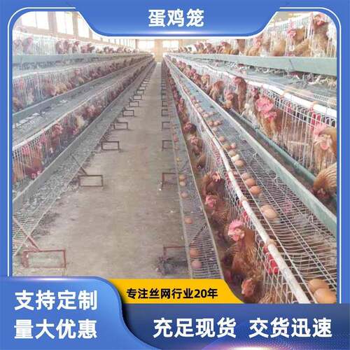 现货自动滚蛋底片型蛋鸡笼具出口赞比亚饲养蛋鸡圈养笼具铁丝网笼