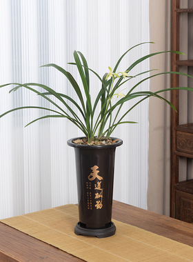 君子兰兰花兰花专用塑料花盆花瓶