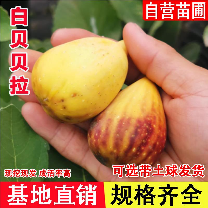 白贝贝拉无花果树苗盆栽地栽水果苗特大南方北方阳台庭院四季种植