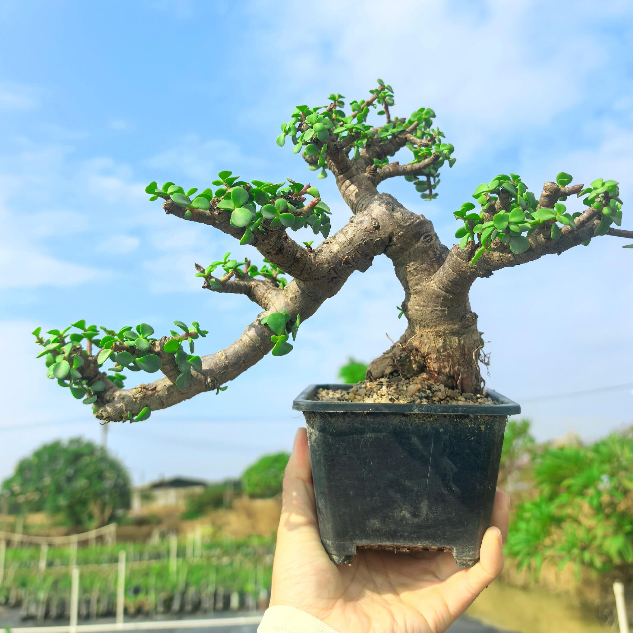 多肉植物金枝玉叶老桩大树型造型盆景一物一拍掌上精品艺术盆栽图片