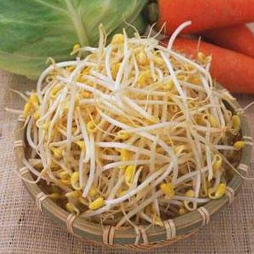 豆芽机商用大型豆芽机全自动控温豆芽机械厂家直销