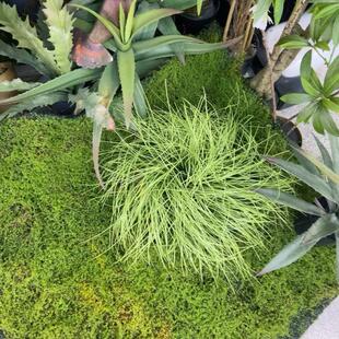 工厂店阻燃植物装饰小草纯草草垛草块草堆地草洋葱草造景园艺摆设
