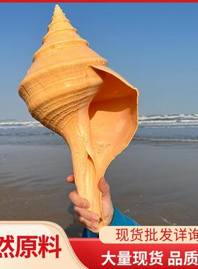 超大澳洲圣螺澳洲长香螺天然贝壳海螺收藏摆件吹响号角地中海响螺