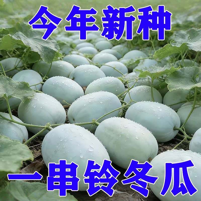 一串铃小冬瓜种子粉皮冬瓜种子皮薄肉厚早熟抗病迷你冬瓜种子菜籽