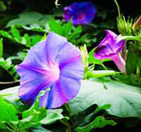 Cross-border bestsellers, 60 varieties of flowers, suitable for all four seasons, suitable for beginners, outdoor and home gardening, flower gardening thumbnail 5