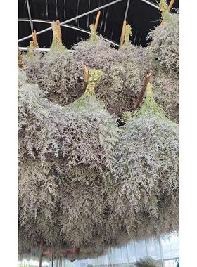 原色情人草干花称公斤卖DIY干花材料香薰蜡烛相框工厂
