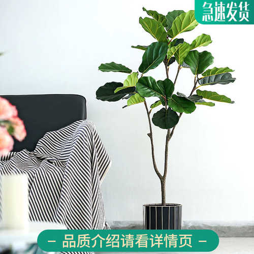 植物大型琴创意盆栽盆栽免室内叶榕落地摆件浇水北欧植盆景绿
