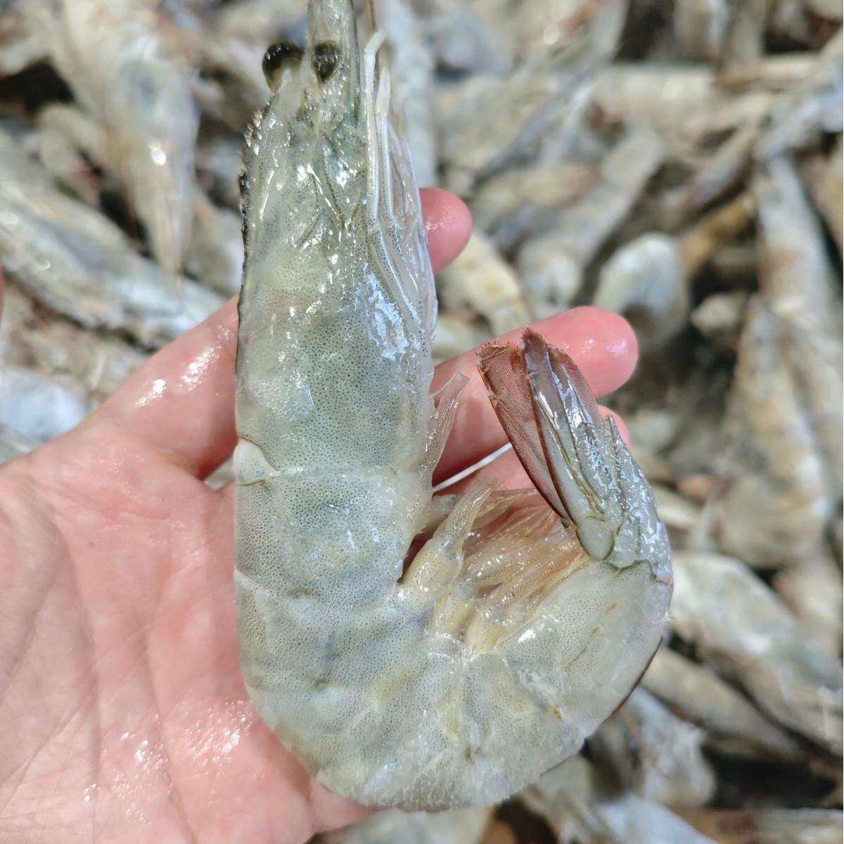 进口大虾新鲜虾冻虾白虾冷冻对虾大号基围虾青虾海鲜零售家用