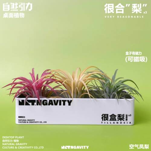 自然引力-很盒梨空气凤梨可磁吸甲醛净化空气办公室内好养小植物
