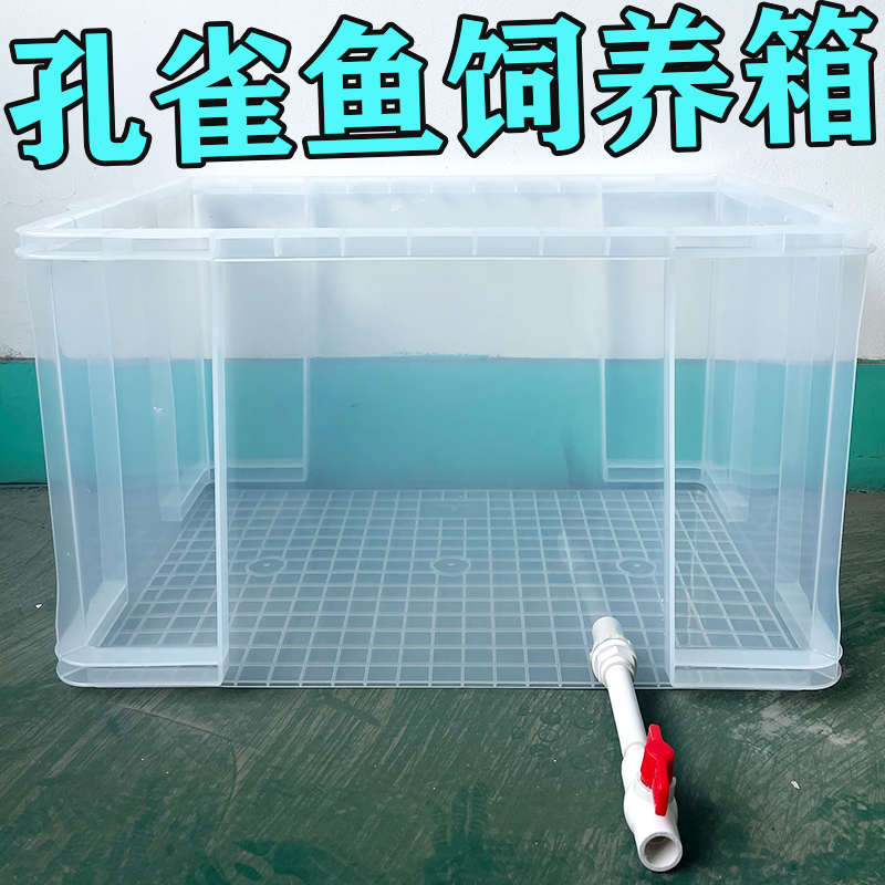 孔雀鱼饲养箱高透加厚生态桌面金鱼缸观赏鱼专用繁殖缸鱼缸水族箱