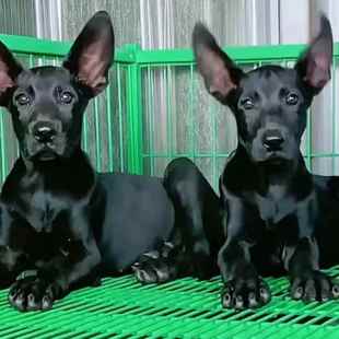 大型黑狼犬墨界狼狗纯黑色短毛中华幼犬狗狗活物看家护院护卫猛犬