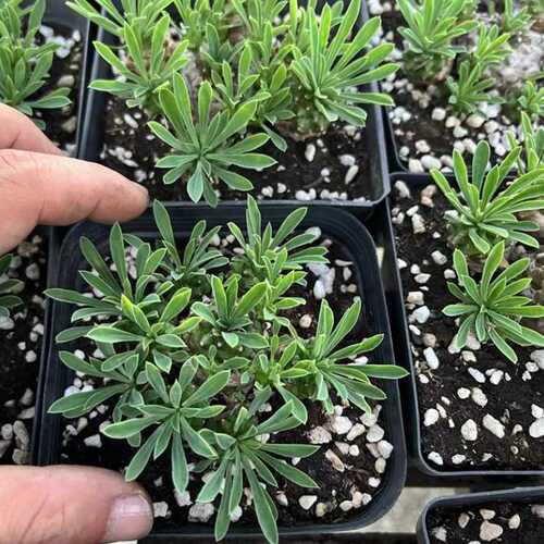 小菠萝肉峨眉山 群生多头 多肉植物 块根球根实拍多头 7cm盆