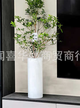 大号龟背竹专用花瓶特大号富贵竹落地水培器皿大玻璃瓶超大瓶子