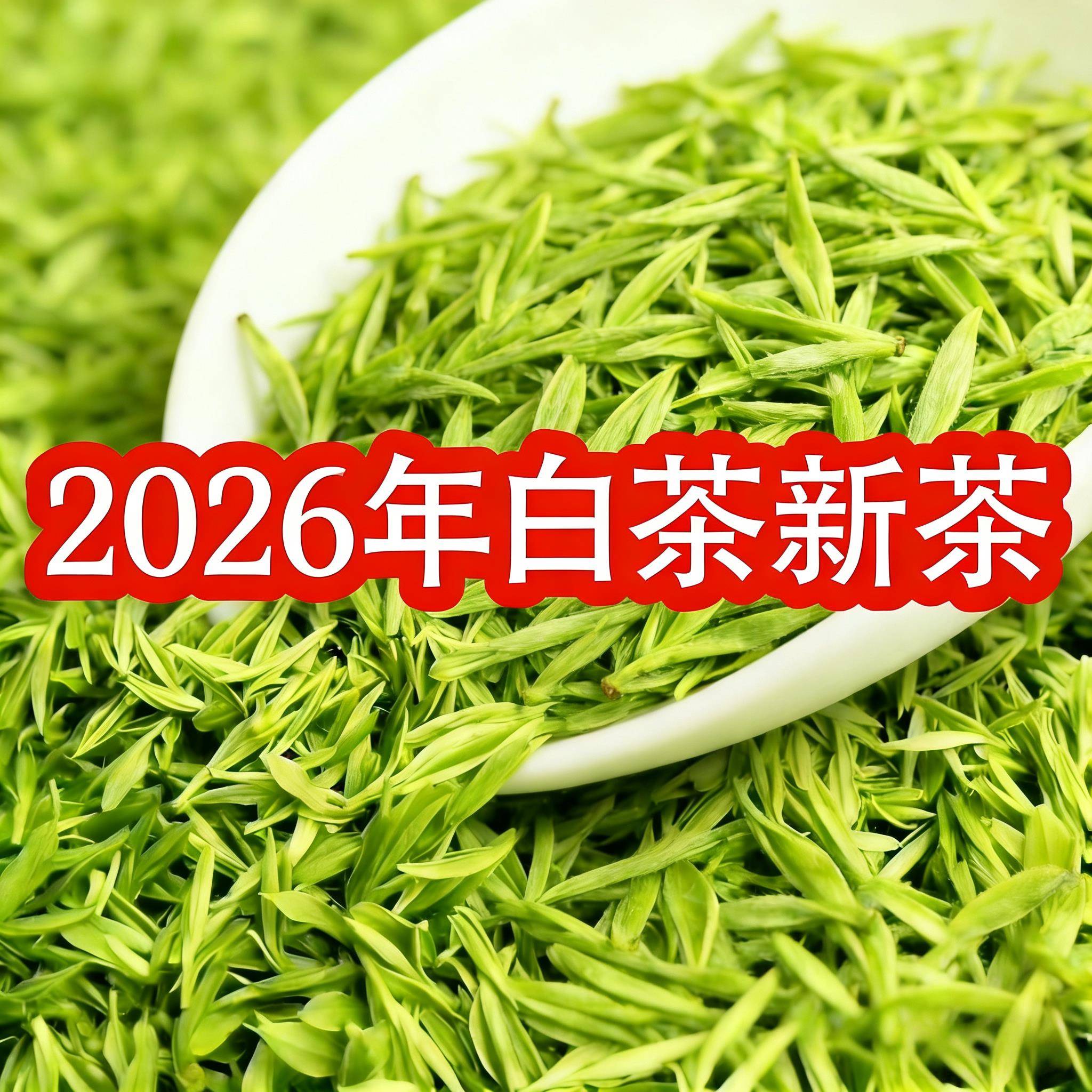 2026年新茶安吉产白茶正宗明前高山兰花香型春茶特级小嫩芽绿茶叶