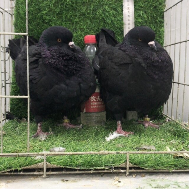 精品圆环摩登鸽子