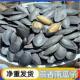 净重袋装 茶香南瓜子新货炒熟南瓜籽颗粒坚果零食炒货五香南瓜子