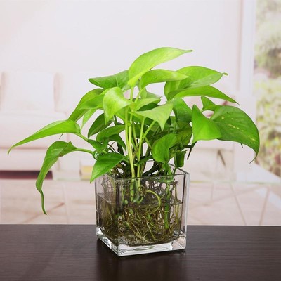 简约创意水晶玻璃花瓶装饰花瓶