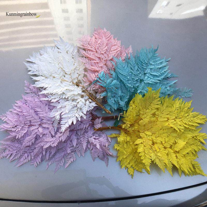 永生真花高山羊齿蕨叶天然干花多色配花配叶家居装饰diy材料花艺