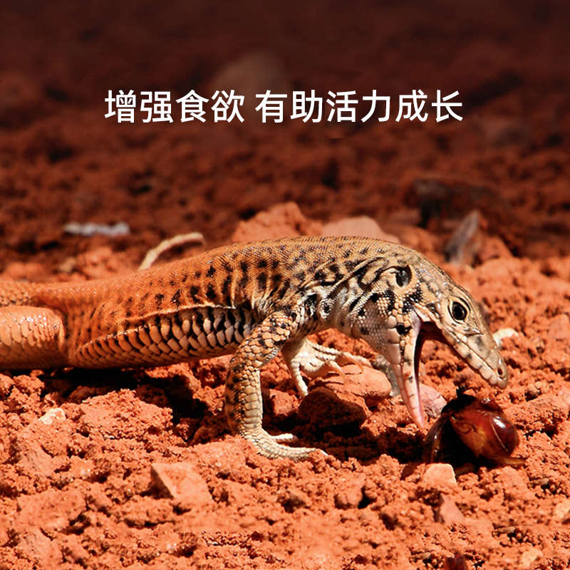 新派宠物reptizoo爬宠UVA加热灯泡蜥蜴乌龟晒背日灯保温取暖节能