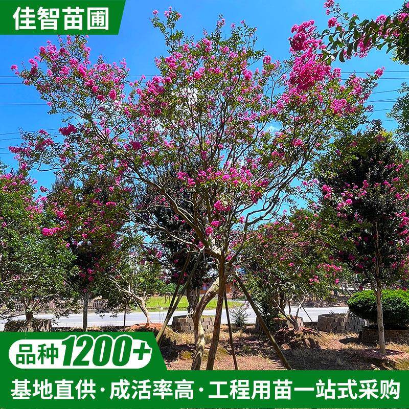 湖南基地直供庭院别墅行道风景树观赏树百日红火箭红丛生紫薇