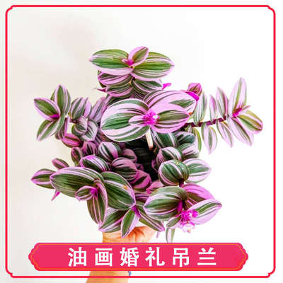 进口紫色油画婚礼吊兰锦超好养室内花卉盆栽绿植多肉植物耐阴阳台