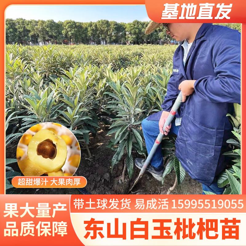 白玉枇杷嫁接苗发源地苏州东山白玉枇杷苗现挖带土球发货庭院果树图片