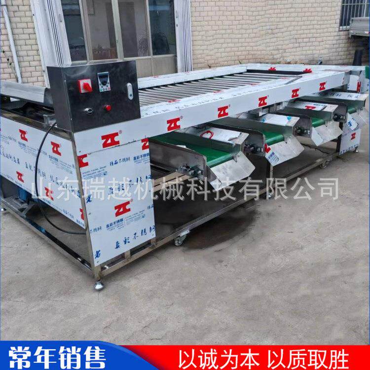 工业不锈钢山楂分选机商用冬枣李子分级机大型苹果菠萝筛选机