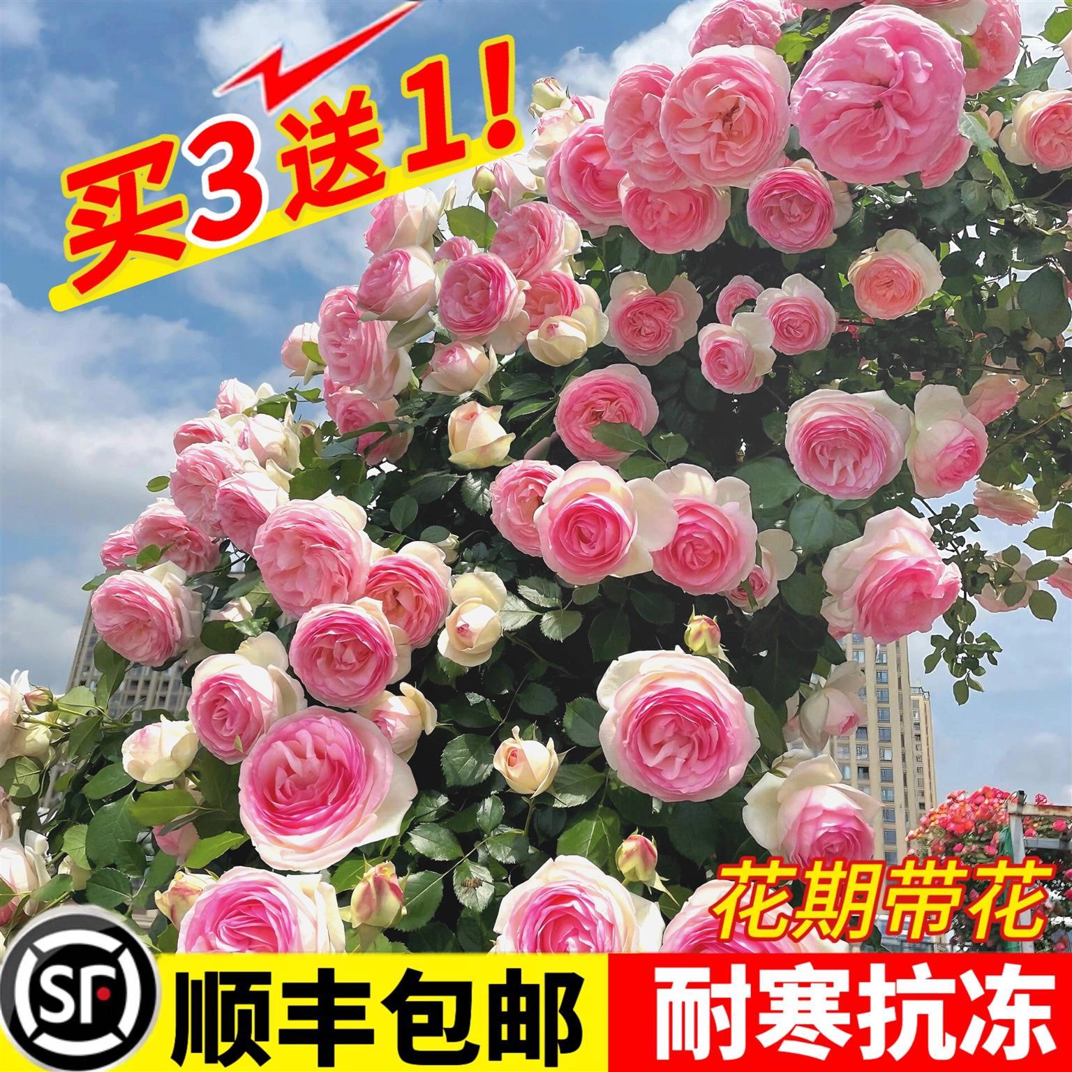 爬藤月季四季开花蔷薇花苗藤本月季大苗特大花庭院植物爬墙玫瑰花