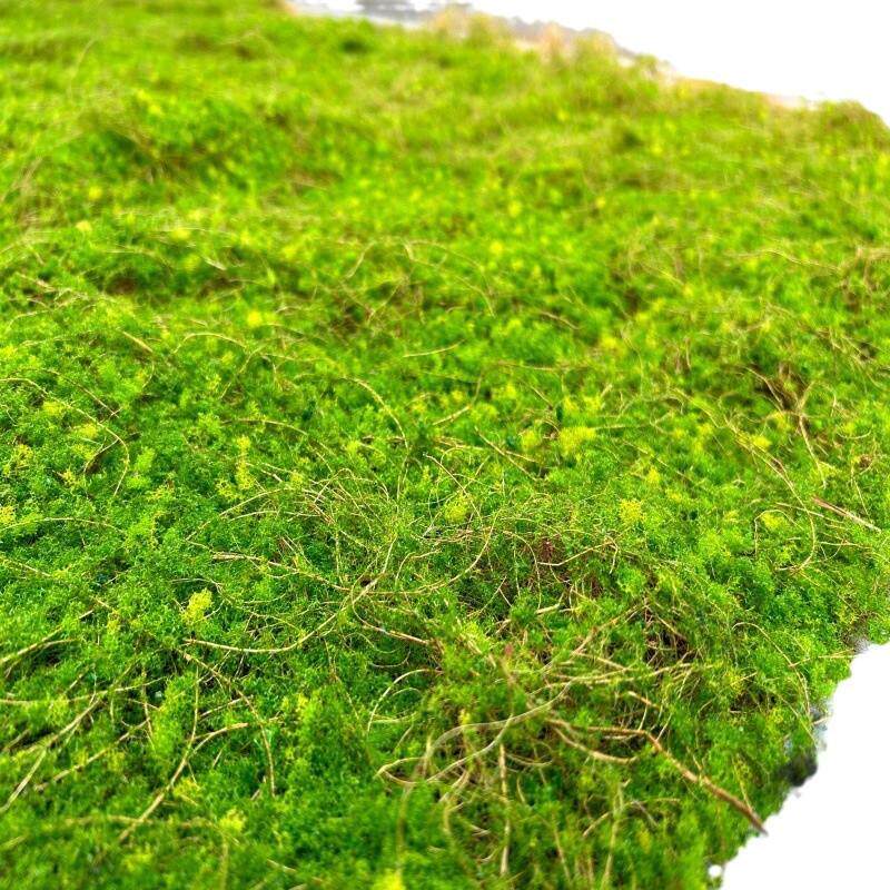 仿真装饰品永生苔藓青台地毯草坪植物绿植墙门头园林景观绿植造景