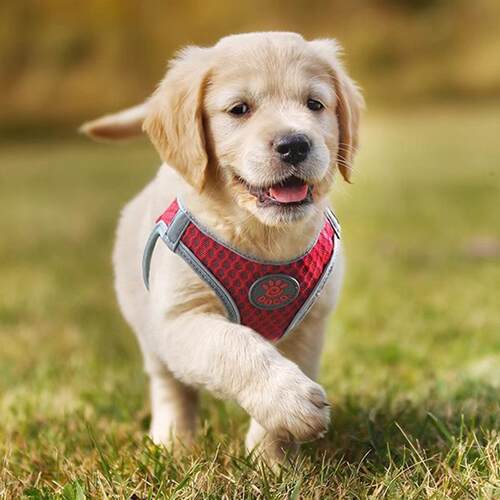 DOCO狗狗胸背带潜水料网眼透气狗背带蜂窝中小犬猫咪胸背厂家批发