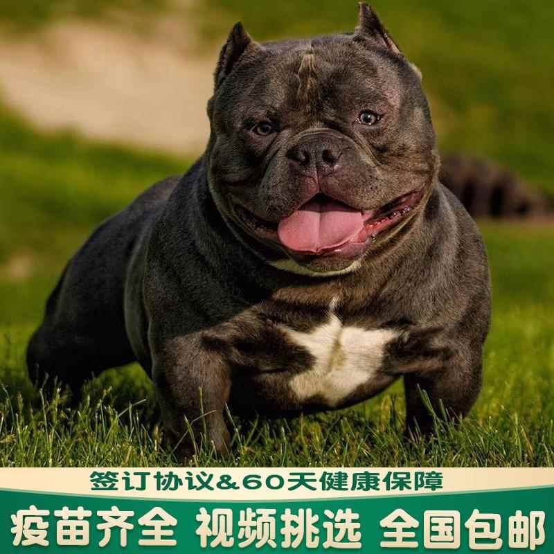 恶霸犬纯种幼犬赛级双血统美国恶霸丁香蓝黑色口袋蛤蟆体微体狗狗 宠物/宠物食品及用品 狗狗 原图主图