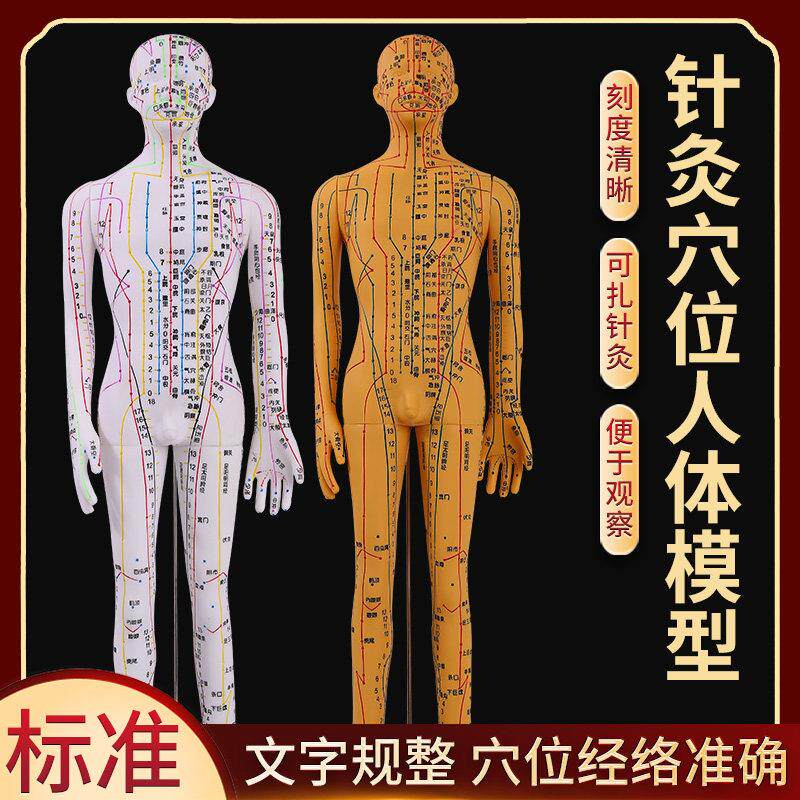 中医人体针灸穴位模型图全身超清晰十二经络人形矽胶可扎针小皮人