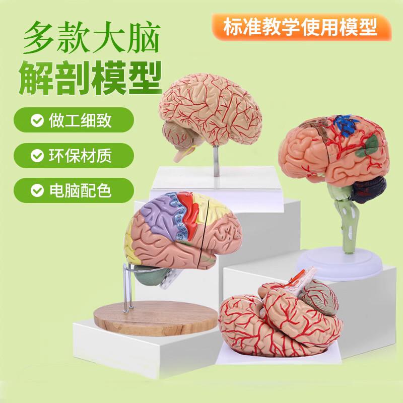 4DMaster拼装大脑解剖模型人体解剖结构4dmaster拼装可拆卸用具