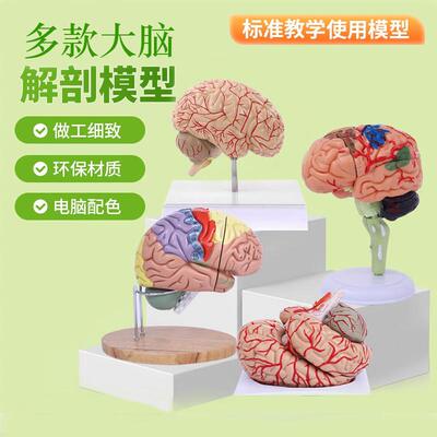 4DMaster拼装大脑解剖模型人体解剖结构4dmaster拼装可拆卸用具