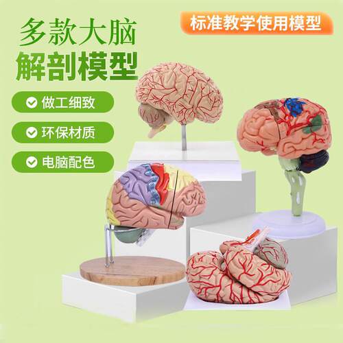 4DMaster拼装大脑解剖模型人体解剖结构4dmaster拼装可拆卸用具