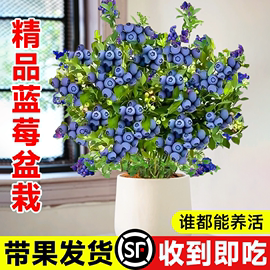 蓝苺树果苗带果室内阳台盆栽，苔藓苗l25蓝莓，梅大树苗南方北方种植