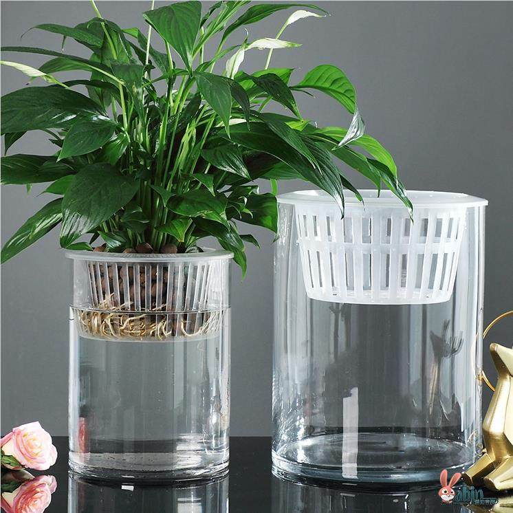 水培植物玻璃瓶透明直圆柱形花瓶简单Pothos花盆白色棕榈水箱容器