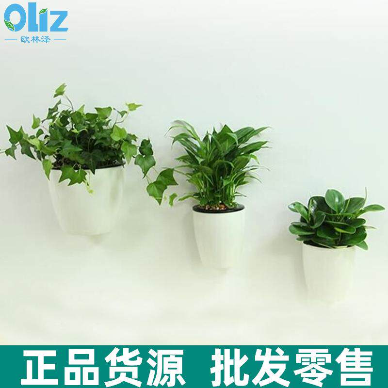 现货创意壁挂花盆挂墙花盆墙上立体装饰挂式花盆绿萝垂吊懒人花盆