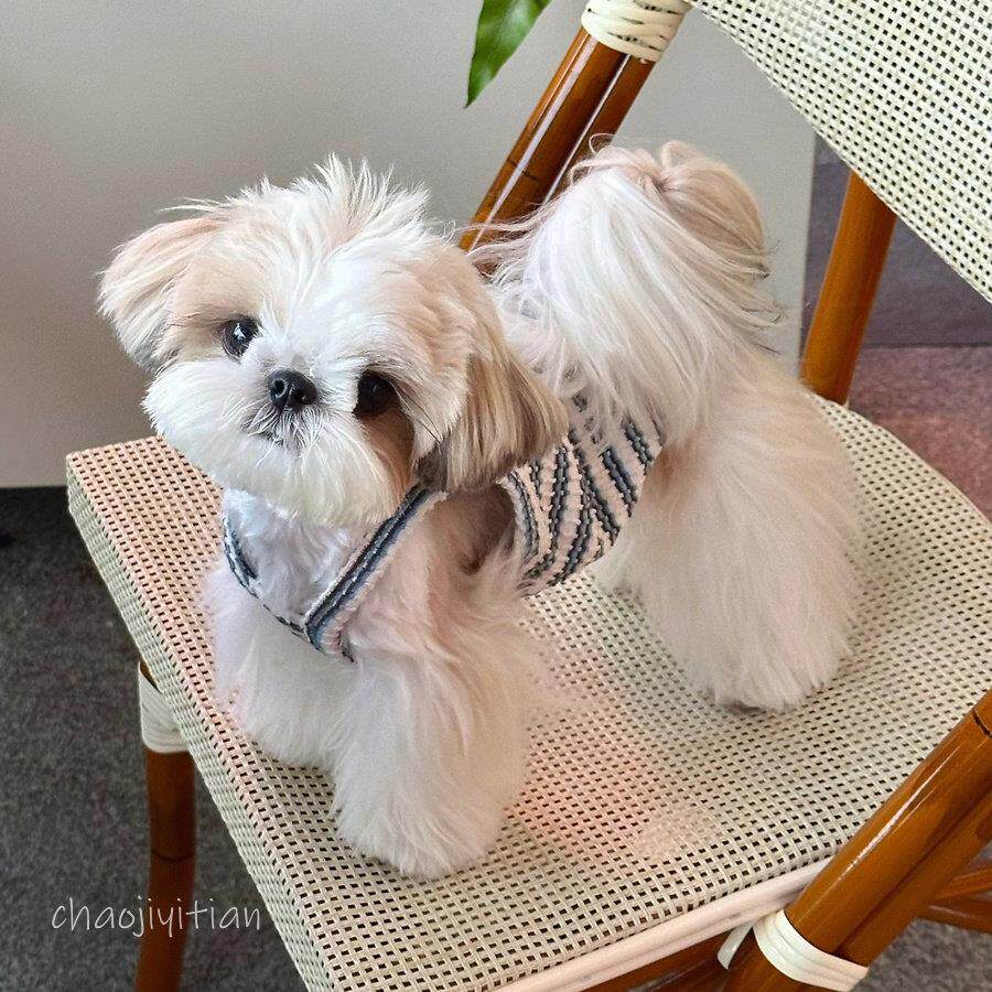 西施犬衣服夏季薄款背心狗狗宠物小体马尔济斯约克夏凤梨条纹吊带