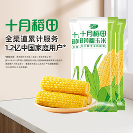 十月稻田鲜食黄糯玉米220g*3大棒新鲜苞米真空包装早餐