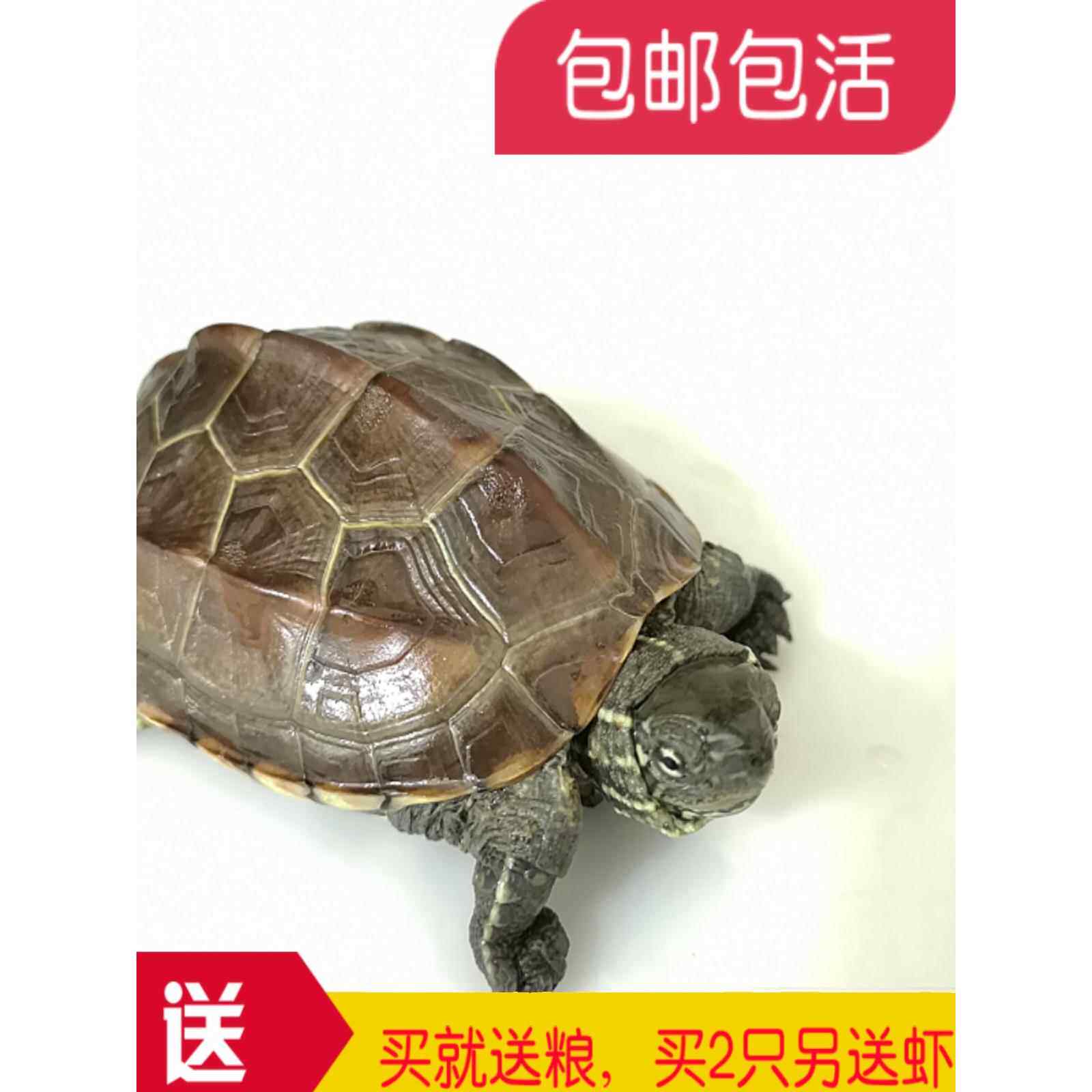 乌龟活体 中华草龟外塘草龟小观赏龟水龟金线龟宠物龟活物龟包邮