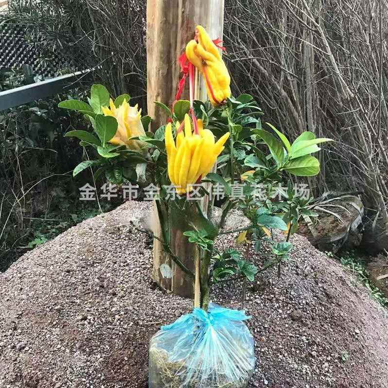 金华佛手佛手橘带果发货室内观果植物花卉盆景盆栽植物佛手树