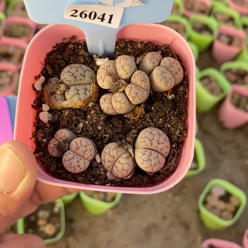 Бесплатная доставка для 38 Юань#小 满 26041