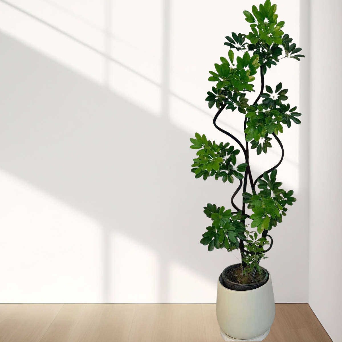 【鸭脚木】一物一拍盆栽老桩造型绿植落地真花鸭掌木室内外植物