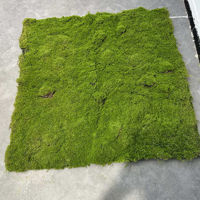 仿真苔藓 假青苔背景植物墙装饰绿植微景观植绒草皮绿色 仿真青苔,鲜花速递/花卉仿真/绿植园艺,仿真绿植,淘宝优惠券,粉丝福利购,淘宝优惠卷