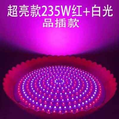 12V24V48V地摊灯夜市灯低压电瓶灯水果生鲜灯猪肉熟食灯红光变色